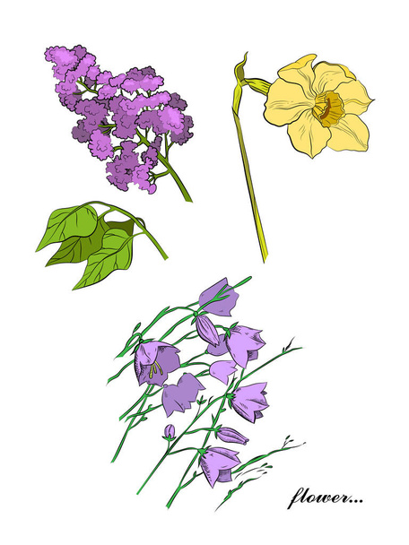 Conjunto gráfico de flores de colores con narcisos, lila y campanas azules. Hermoso elemento para su diseño romántico. - Vector, Imagen