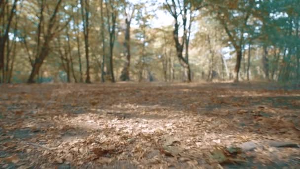 Movimento da câmera sobre uma estrada de terra da floresta espalhada com folhas secas amarelas de outono. Dia de outono ensolarado. - Filmagem, Vídeo