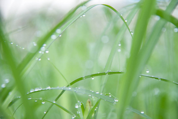 Po dešti kapky na zelenou trávu. Kapka vody na trávu listí. - Fotografie, Obrázek
