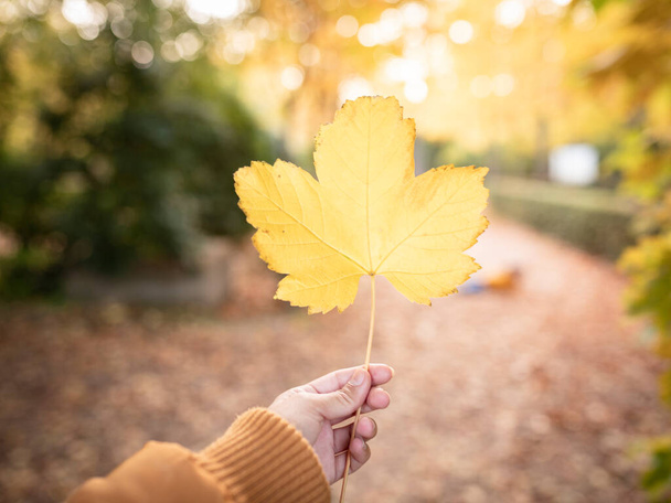 рука женщины, собирающей листья в парке осенью - Фото, изображение