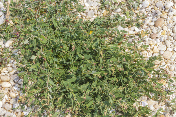Hastate-leaved orache, Atriplex prostrata, rostoucí na pobřežních dunách ostrova Arousa, Galicie, Španělsko - Fotografie, Obrázek