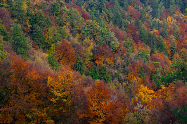 Природний цикл зміни сезону. Змішаний барвистий ліс в кінці осені. Легені нашої планети
. - Фото, зображення