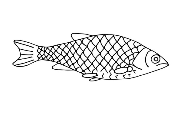 Χειροποίητη διανυσματική απεικόνιση με μαύρο περίγραμμα. Κατσαρίδα ψαριών του γλυκού νερού που απομονώνεται σε λευκό φόντο. Για βιβλία ζωγραφικής, εκτυπώσεις. Ψάρεμα, μενού, κουζίνα, εστιατόριο. Στοιχείο άγριας ζωής. - Διάνυσμα, εικόνα