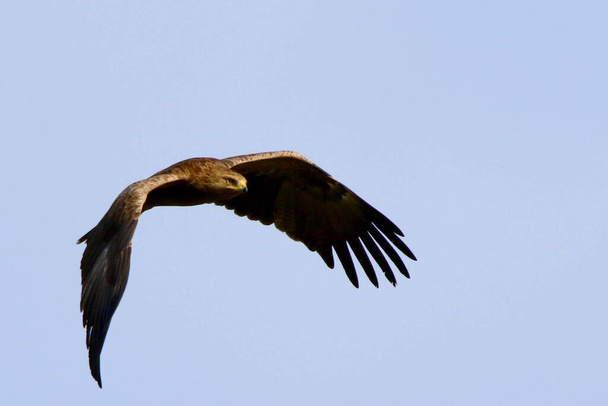 Kisebb foltos sas keselyű madár repülés közben orlik krzykliwy - Fotó, kép