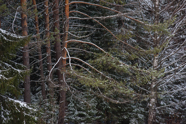 Bäume des nördlichen Waldes mit einer Schneeschicht bedeckt. - Foto, Bild