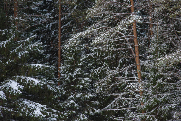 雪の層で覆われた北の森の木. - 写真・画像
