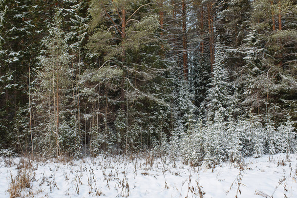 Trees of the northern forest covered with a layer of snow. - Фото, изображение