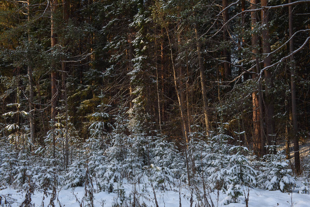 Деревья северного леса, покрытые слоем снега в солнечном свете. - Фото, изображение