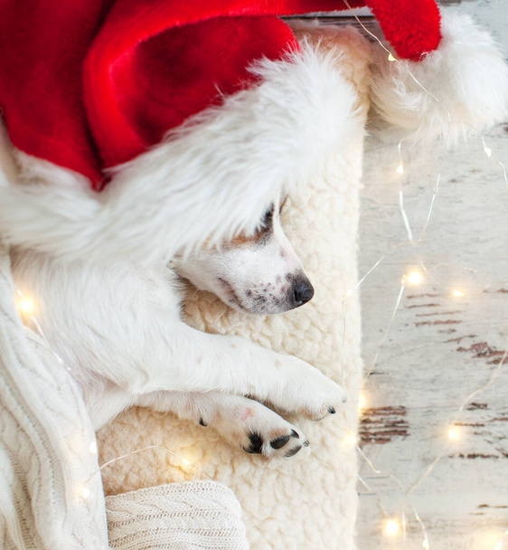 Sleeping dog in christmas hat - Φωτογραφία, εικόνα