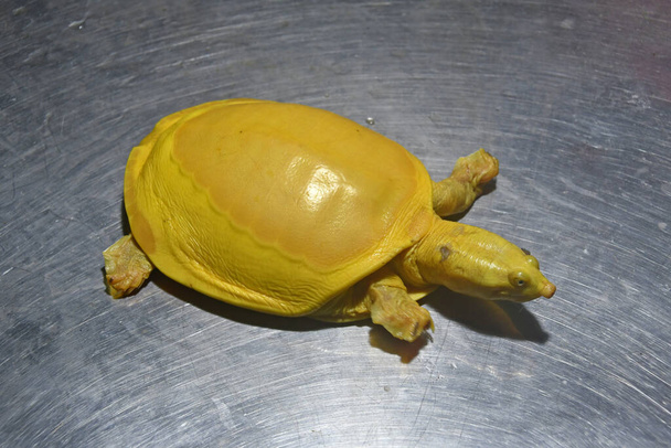 Burdwan, Purba Bardhaman District, West Bengal / India - 27.10.2020: Yellow Turtle - Indian Softshell Turtle prey of rare albinism found from pond in Kaligram village of Purba Bardhaman District and Save. - Фото, зображення