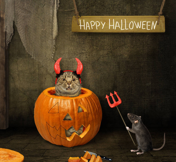 A black rat with a trident is standing near a pumpkin with cat in red devil horns inside in it. Happy Halloween. - Zdjęcie, obraz