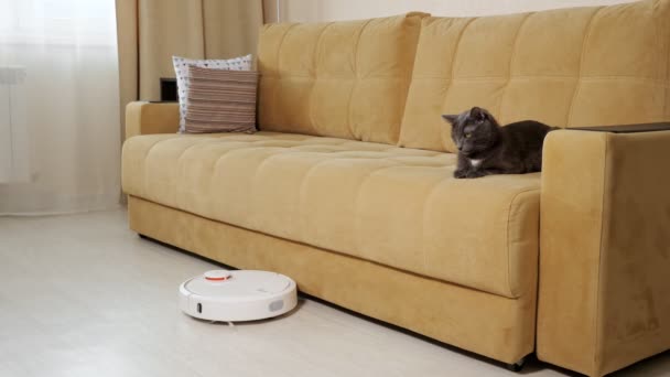 Divertido gato mira robot limpiador hoovering piso por sofá - Metraje, vídeo