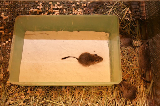 Eichhörnchen degu in einem Käfig in Großaufnahme. Kleine süße graue Maus Degu  - Foto, Bild