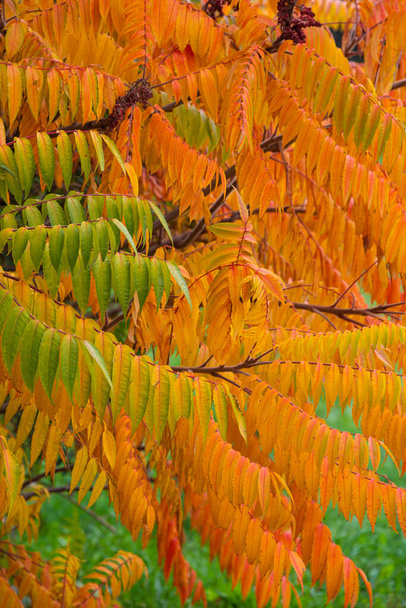 Belles feuilles de forêt tempérée comme la fougère dans des couleurs d'automne dorées ressemblant à la flamme du feu comme arrière-plan, détails, gros plan - Photo, image
