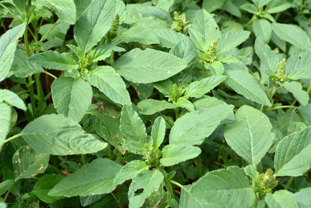 In nature among agricultural crops, weeds growing Amaranthus retroflexus - Photo, Image