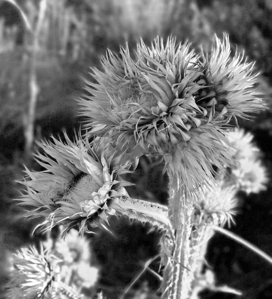 foto en blanco y negro de cerca de un cardo seco en otoño, - Foto, imagen