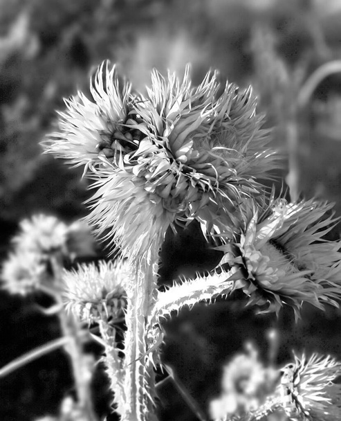 черно-белое фото вблизи сушеного чертополоха осенью, - Фото, изображение