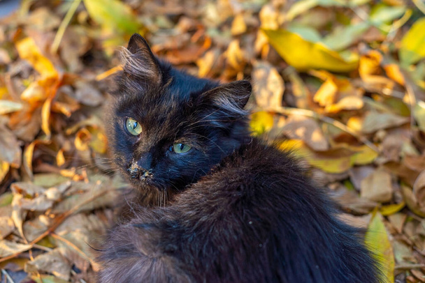 Sarı sonbahar yaprakları üzerinde oturan, rhinitis ile hasta küçük siyah sokak kedisi. Kedilerde Rhinitis, sonbahar soğuğunda hayvanlarda viral ve alerjik hastalıklar burnu akan yaşlı kahverengi bir kedi, sümük biraz koyu yeşilimsi. Kedide burun boşalması.. - Fotoğraf, Görsel