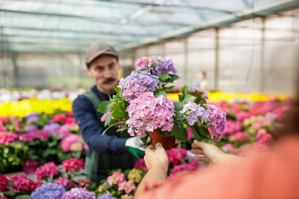 Male gardener with long mustache working in the greenhouse, arranging and nursing plants and flowers. Farmer and horticulture concept. - Photo, image