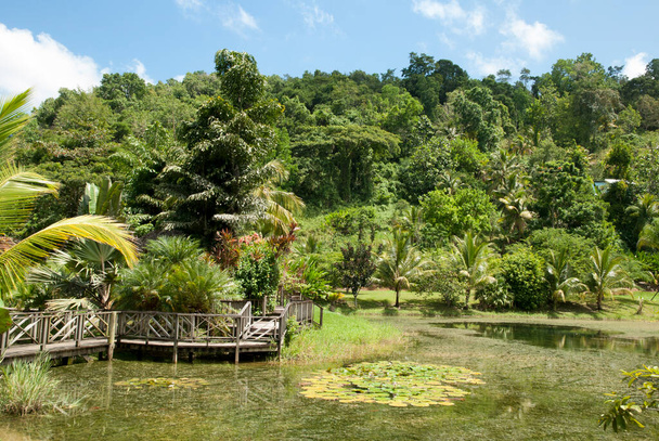 Der morgendliche Blick auf einen Teich mit einem hölzernen Fußweg in Jamaikas Landschaft. - Foto, Bild