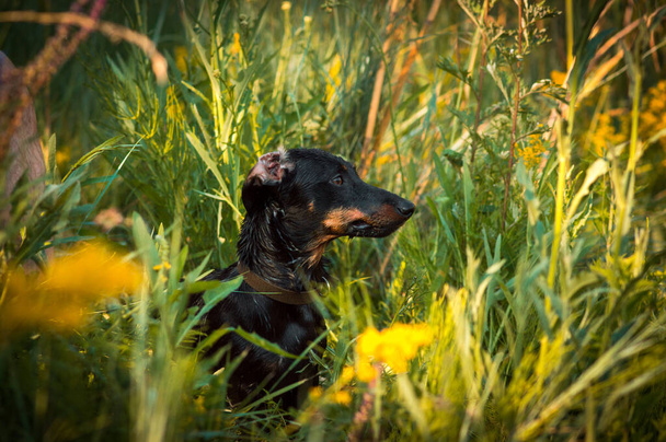 zwarte teckel hond met bruine vlekken op het gezicht - Foto, afbeelding