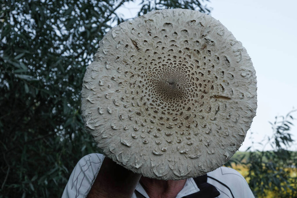 Macrolepiota, procera, parasol paddenstoel. Grappige foto. Kopieerruimte. - Foto, afbeelding