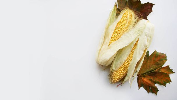 Corn cobs on a white background. Photo with copy space. Sweet corns with autumn,  flat lay healthy food concept - Photo, Image