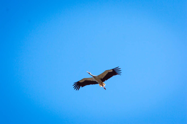the crane is flying in the sky - Photo, Image