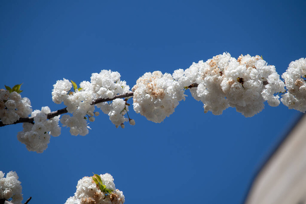 Prunus avium, közismert nevén vad cseresznye a leipzig közepén, Németország, európai unió - Fotó, kép