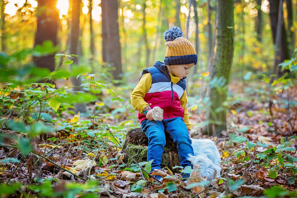 Cute toddler child, boy, holding mushroom in forest, musroom picking season - Photo, image