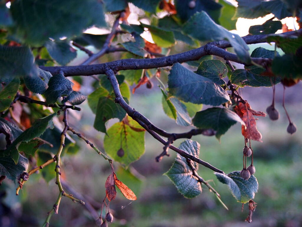 ветвь липы осенью заката, зеленые листья и сухие коричневые цветы и плоды деревьев, красочные обои на фоне природы, крупный план - Фото, изображение