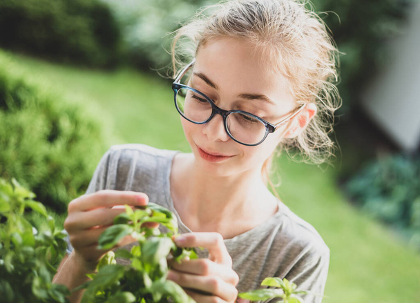 Caucasian teenage girl picking locally grown fresh herbs (basil leaves) outdoor in the garden. Summer - country lifestyle. Gardening - homegrown food ingredients. - Фото, изображение