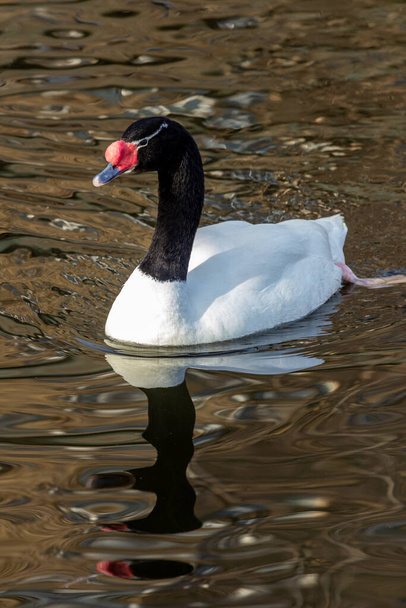 The black-necked swan (Cygnus melancoryphus) is a swan that is the largest waterfowl native to South America. - Φωτογραφία, εικόνα