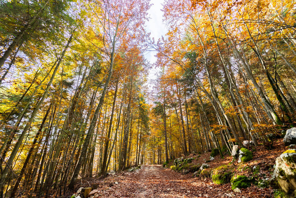 De magische warme kleuren van het herfstseizoen in het bos van Altopiano di Asiago, Noord-Italië, Europa - Foto, afbeelding