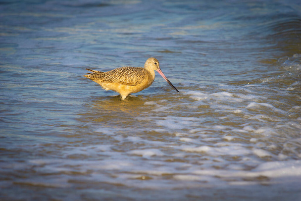 Marmoroitu Godwit etsimässä ruokaa Hermosa Beach California USA - Valokuva, kuva