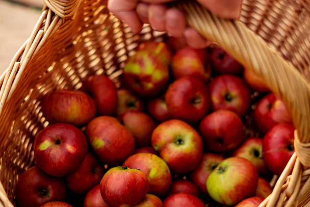 Kosz pełen czerwonych jabłek - Zdjęcie, obraz