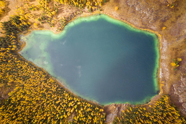 Lake Uchkel and Yellow Larch Forest in Autumn. Aerial Top-Down View. Ulagan Plateau, Altai Republic, Russia - Zdjęcie, obraz
