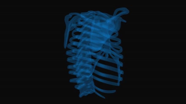 Ребер с тонкими голубыми линиями. Человеческий скелет на черном фоне рентгеновской технологии. Анимация вращения петли - Кадры, видео
