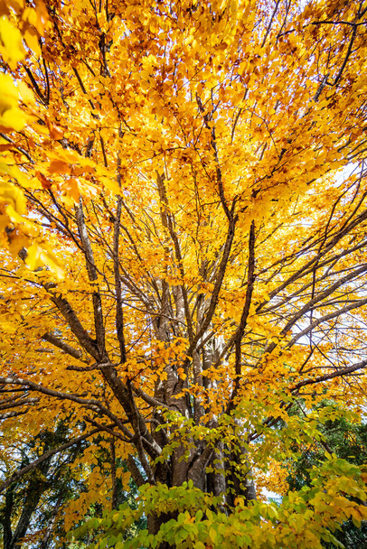Die magisch warmen Farben der Herbstsaison im Wald von Altopiano di Asiago, Norditalien, Europa - Foto, Bild