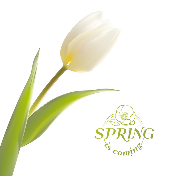 Tulip spring flowers bouquet for your card design. - Vector, Image