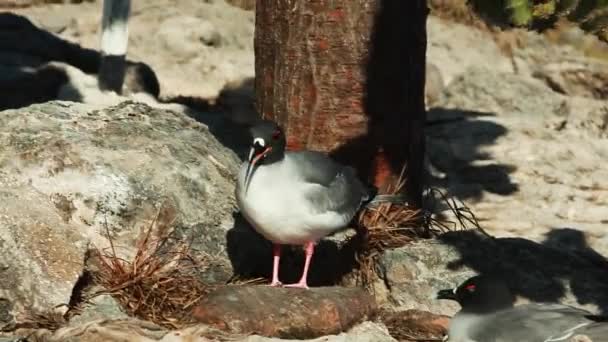 Nyelés farkú sirályok álló Nears sziklák a Galapagos-szigeteken - Felvétel, videó