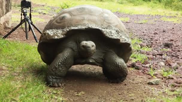 Riesige Galapagos-Schildkröte läuft am Boden entlang - Filmmaterial, Video