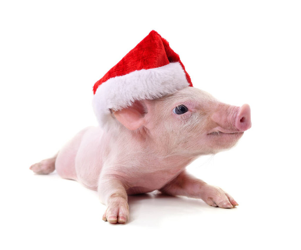 Piglet in a Christmas hat isolated on a white background. - Photo, Image