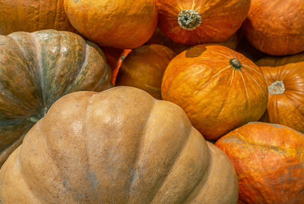 ripe pulpy pumpkins on the market - Photo, Image