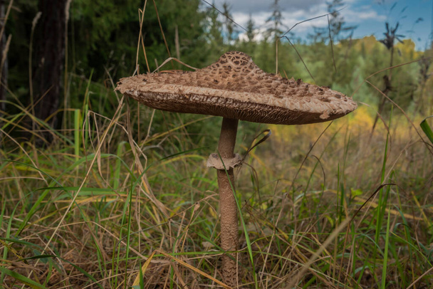 Parasol mushroom on color autumn meadow near forest in west Bohemia - Photo, Image