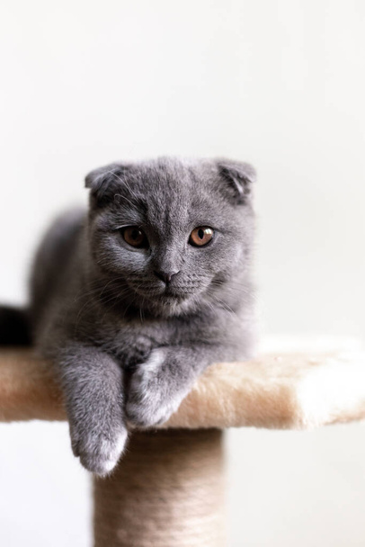 Gray Scottish Fold kitten on a white background - Photo, Image