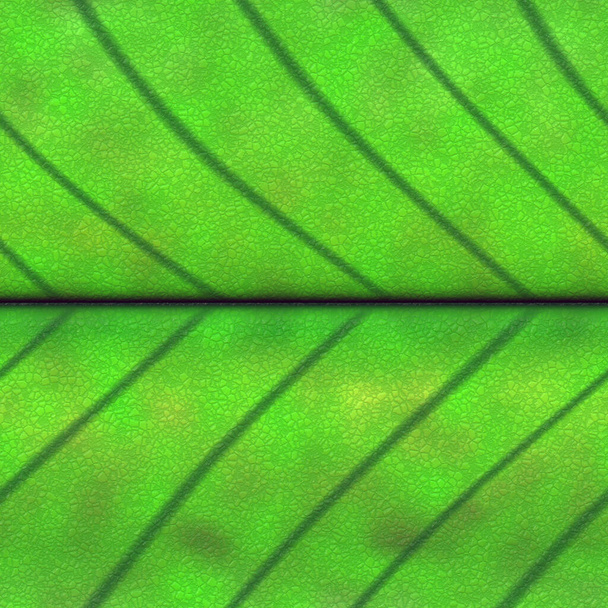 Горизонтальний безшовний візерунок листяної структури
 - Фото, зображення