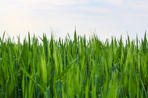  A green field full of grass - Φωτογραφία, εικόνα