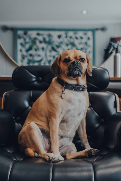 Retrato de un lindo perro puggle sentado en una silla de cuero negro en casa, mirando a la cámara, enfoque selectivo. - Foto, imagen