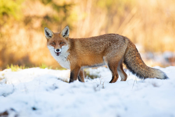 Червона лисиця стоїть на полі з відкритим ротом взимку
 - Фото, зображення